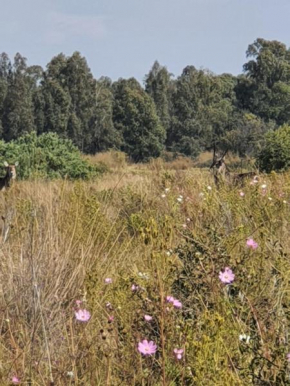 Boschfontein Farm 17